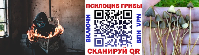 Псилоцибиновые грибы мухоморы  где купить наркоту  Калининград 